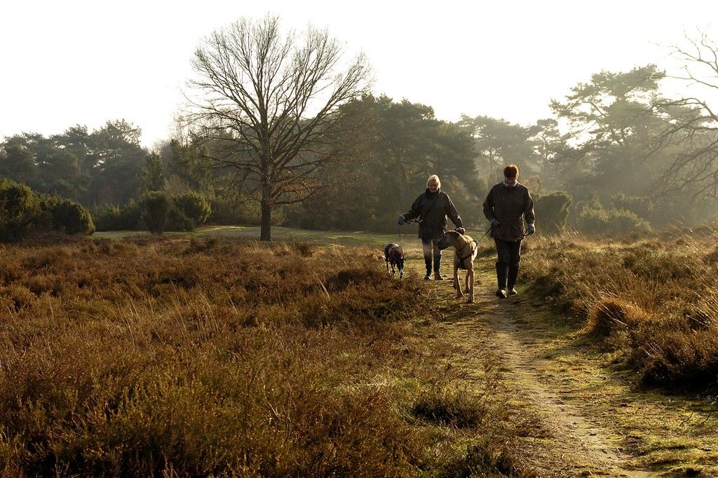 Brouwhuisse heide Vlierden