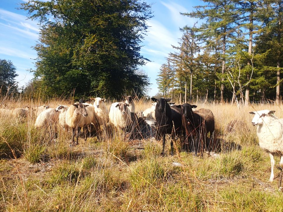 Appelscha | fietsen langs de Turfroute