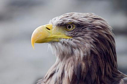 zeearend via de webcam of vanuit een vogelkijkhut