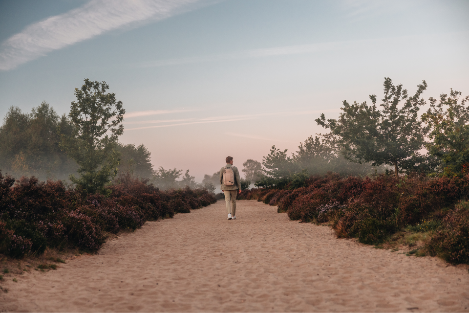 Een man wandelt in de vroege ochtend over een zandpad tussen de paarse door heide op het Ballooërveld.