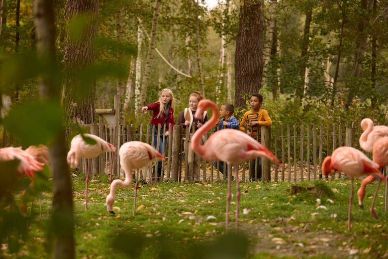Flamingo's en kinderen in AquaZoo