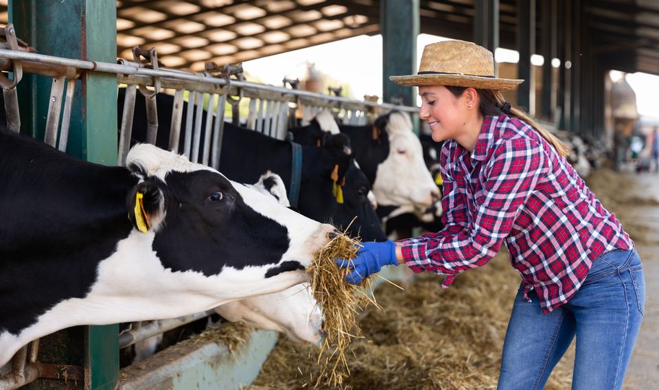 Vrouw voert een koe hooi in een stal, terwijl andere koeien op de achtergrond staan; beeld van het boerenleven en veeteelt in een agrarische omgeving.