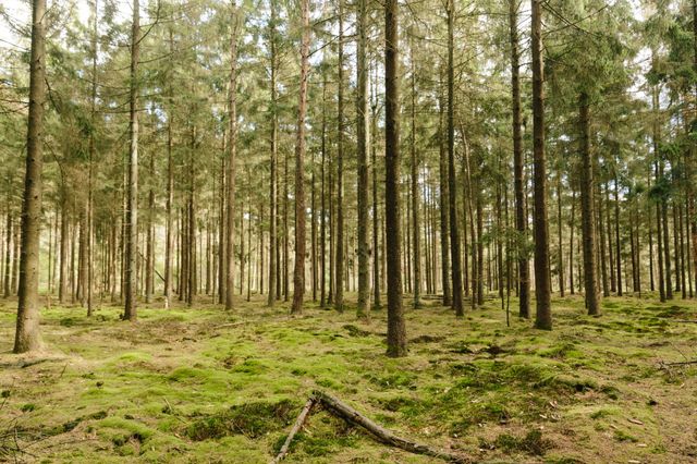 Een bos met naaldbomen en een met mos bedekte grond.