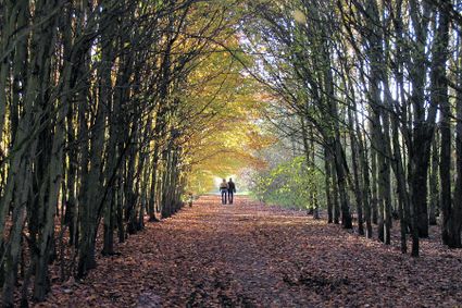 Mensen wandelen door het bos over alle gevallen bladeren.