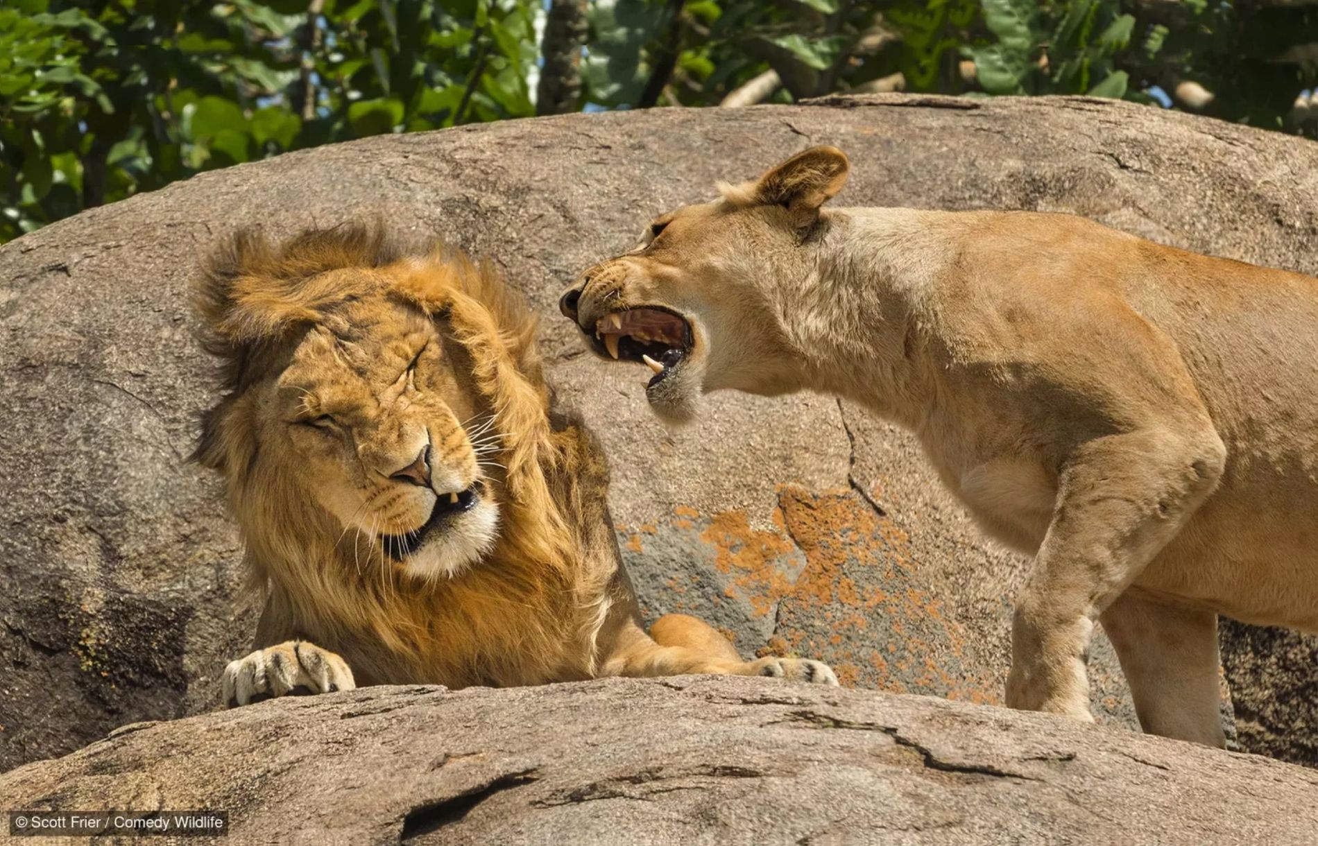 Comedy Wildlife-foto's in Natuurmuseum Brabant