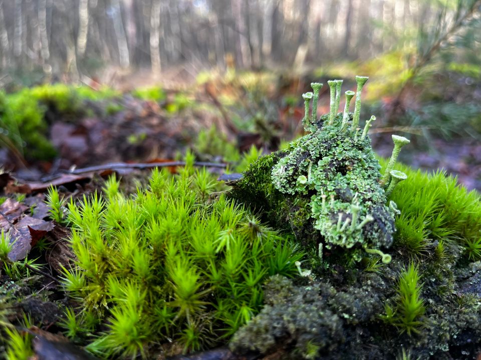 Op de foto is een closeup te zien van mossen en korstmossen
