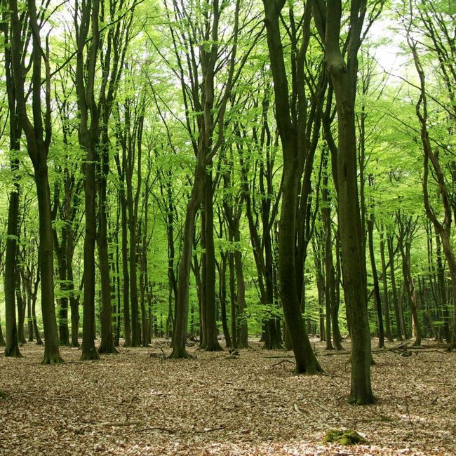 beukenbossen pril groen