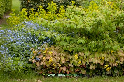Workshop schaduwbeplanting