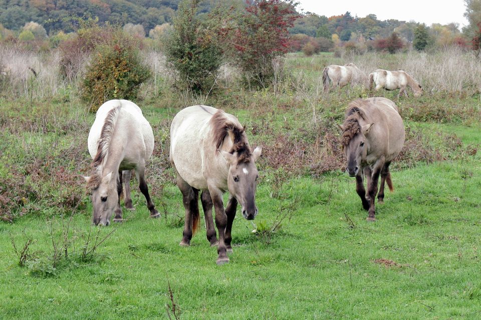 Tijdens de wandelexcursie kun je Konikpaarden tegen komen.