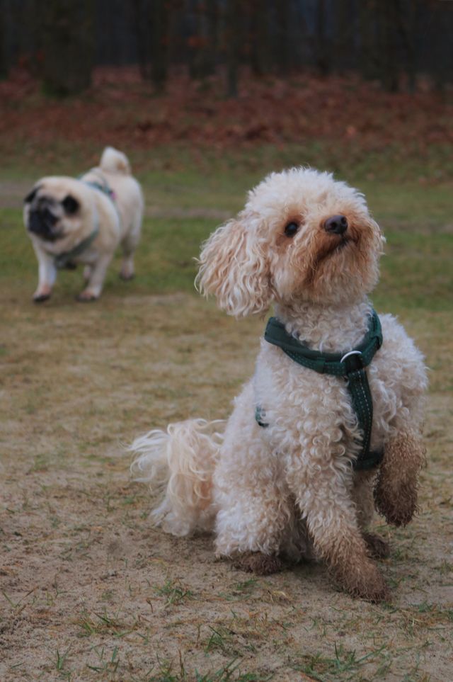 twee hondjes