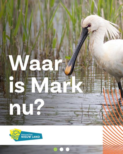 Volg lepelaar Mark 2026