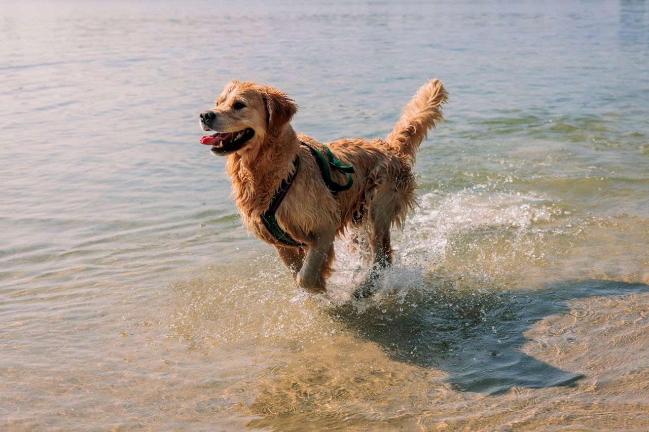 golden retriever rennend door het water