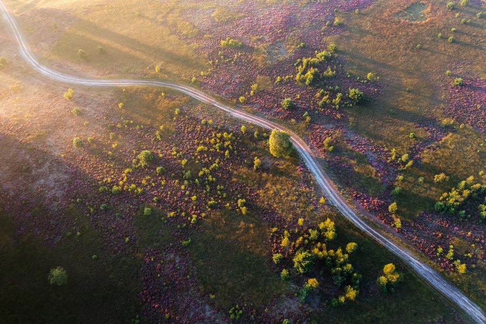 Een bovenaanzicht van de paarse heide in bloei.
