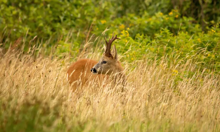 Een Ree staat in de Kampina