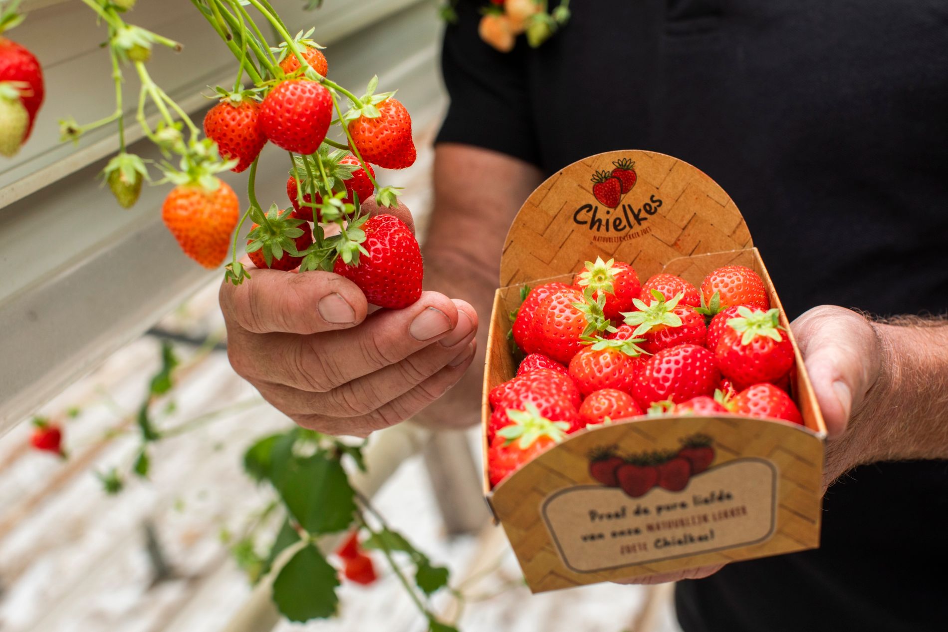 Chielkes Aardbeien Helenaveen