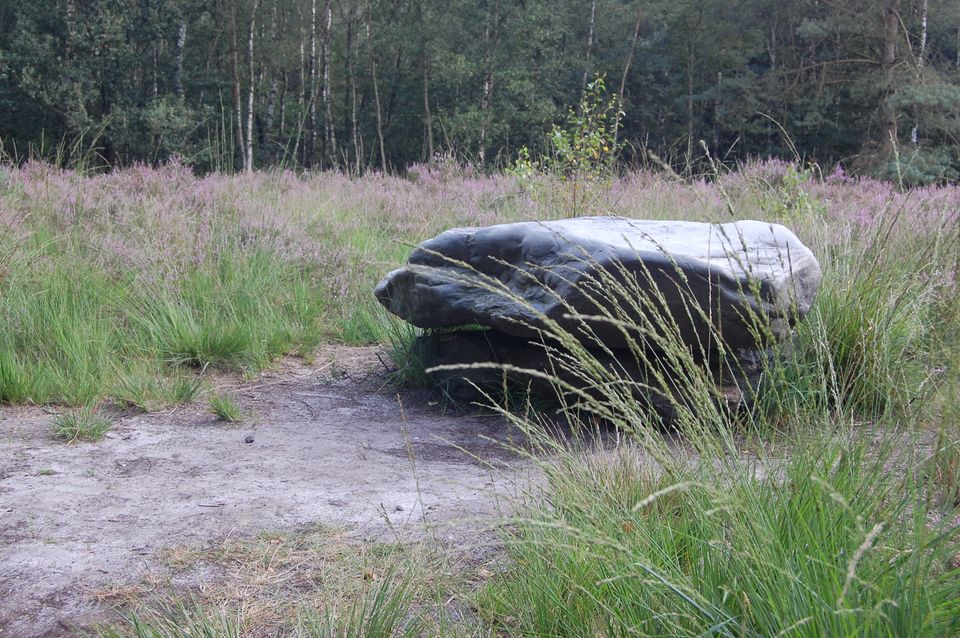Zwerfkei in de bossen van Reusel