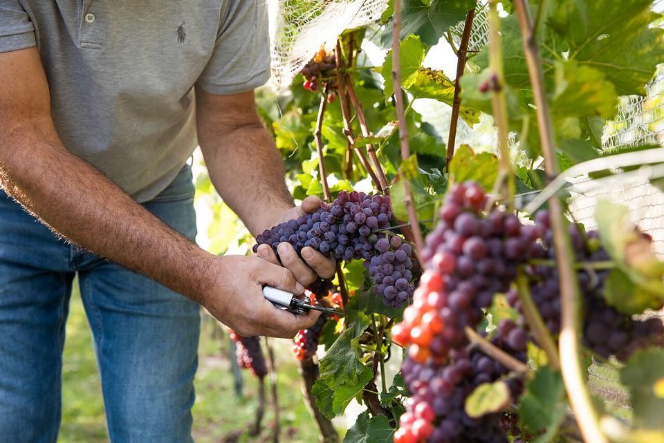 Wijngaard druiven plukken foodroute