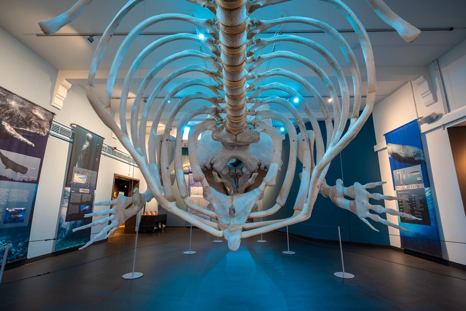 Natuurmuseum Brabant