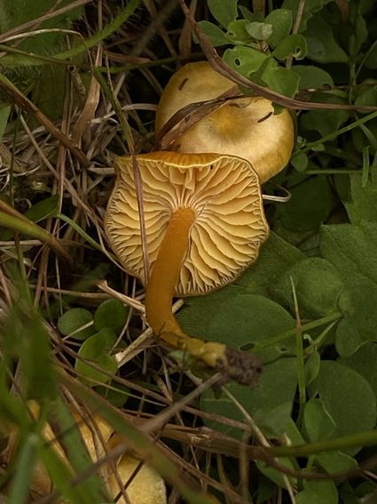 paddenstoelen