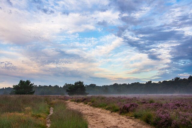 Ruchpense Bossen heide