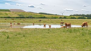 Schotse Hooglanders bij Huis ter Heide