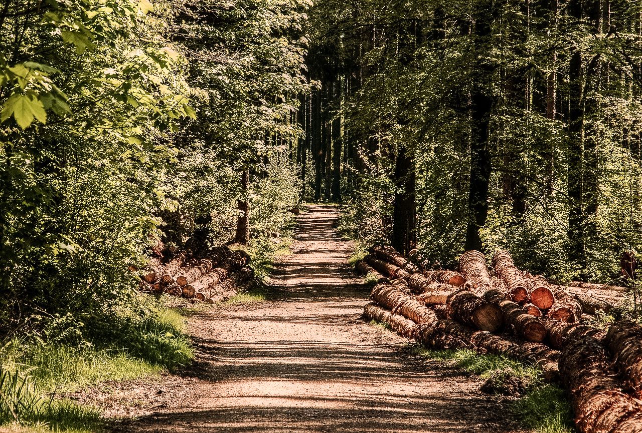 Het Gasthuiskamp Loofbomen bos in Het Groene Woud Noord-Brabant