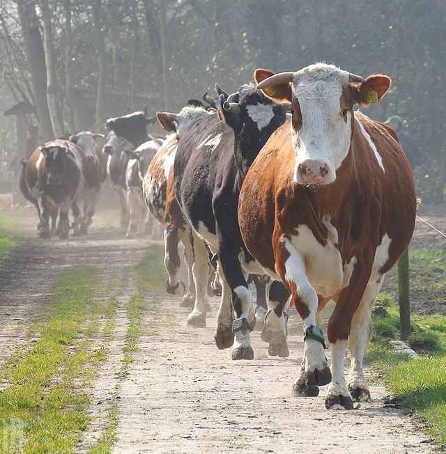 Een groep koeien loopt over een zandpad tussen de bomen bij Boerderij Het Derde Erf.