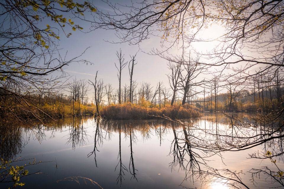De plas de Zeezuiper bij Landgoed Zoomland met kale bomen.