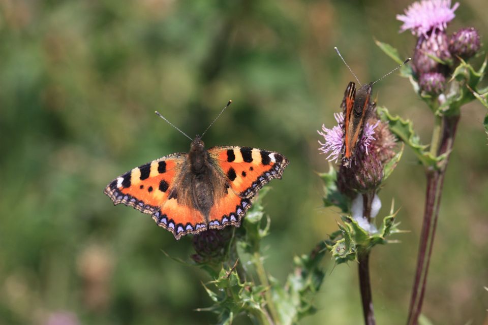 twee vlinders op beide een roze bloem