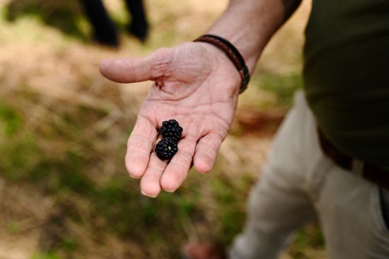 foto: VVV Biesboschlinie | Prisca Visser