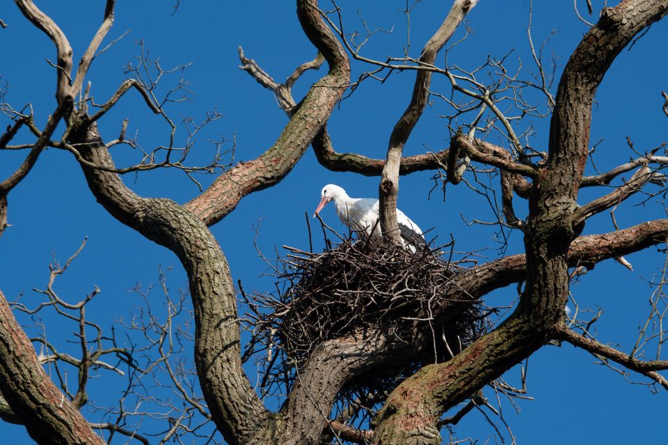 Ooievaar in Vijversburg