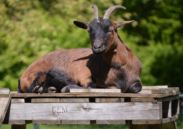 De Ossenbeemd - Kinderboerderij