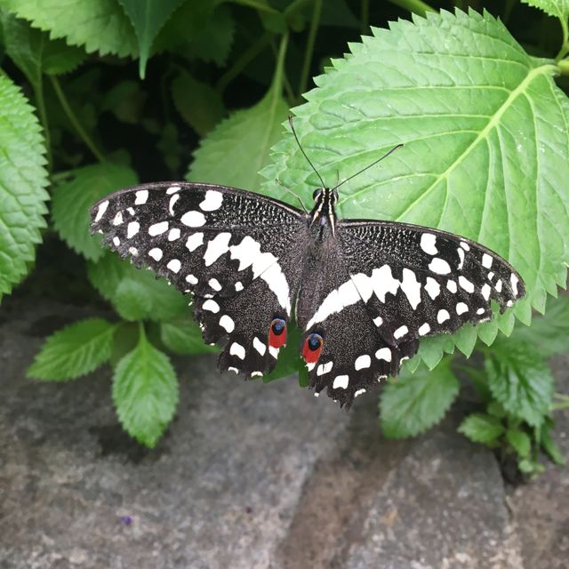 Papilio demoleus, the lime butterfly