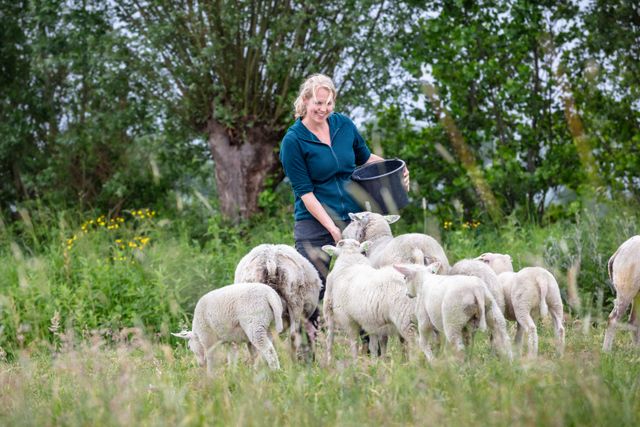Herderin verzorgt een schaapskudde bij Vacht & Wol in Harmelen, waar schapenwol duurzaam en ambachtelijk wordt verwerkt, onderdeel van Hollandse Ambachten Utrecht Region.