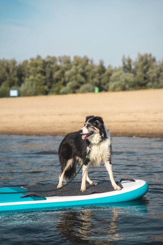 Hond op een sub-board in het water.