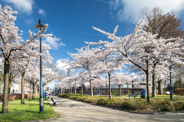Park met bloesembomen in bloei