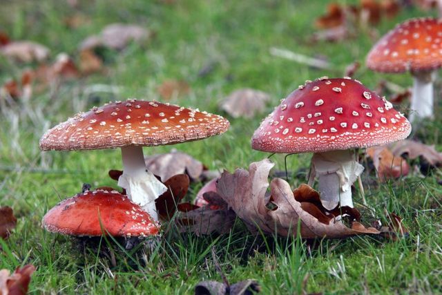 Paddenstoelen, rood met witte stippen, in de Drentse natuur
