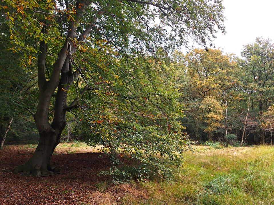 Wandelroute Gaasterland: Elfbergen en Lycklamabos