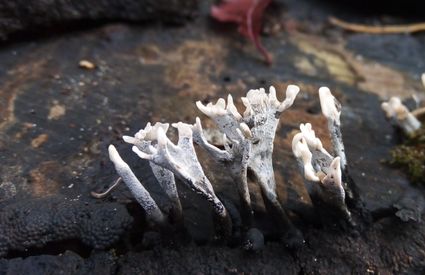 Paddenstoelen vinden met IVN Geldrop