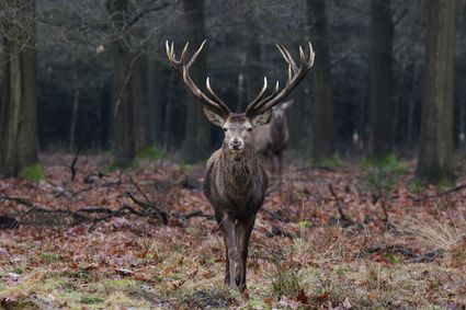 Edelhert in het Nationale Park de Hoge Veluwe - BezoekEde