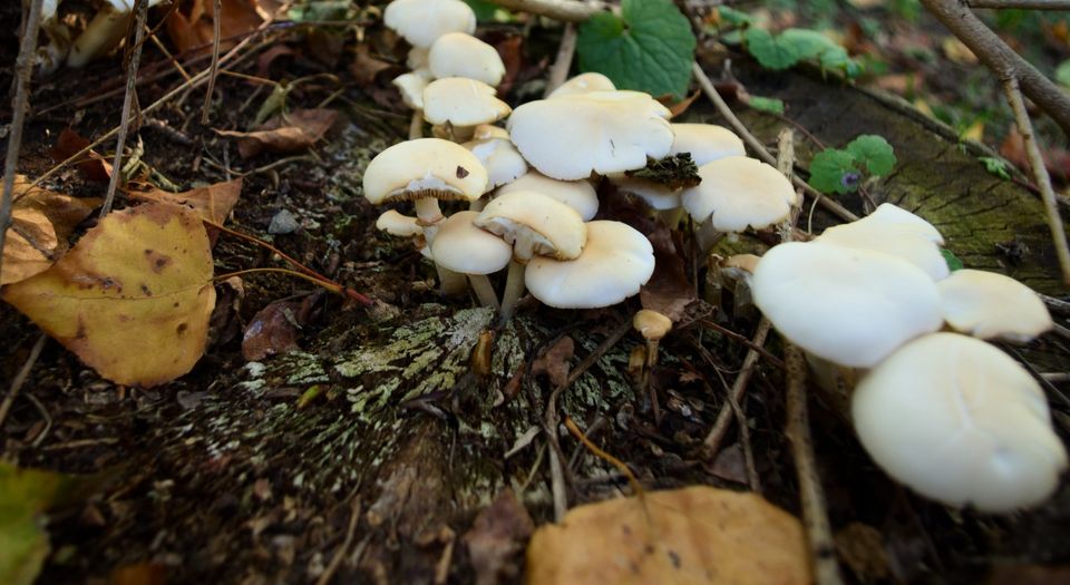 Paddenstoelen en spinnenweb.