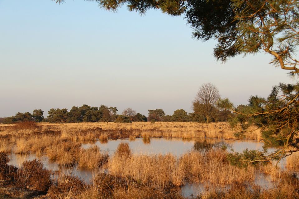 Zicht op De Groote Peel van onder een dennenboom