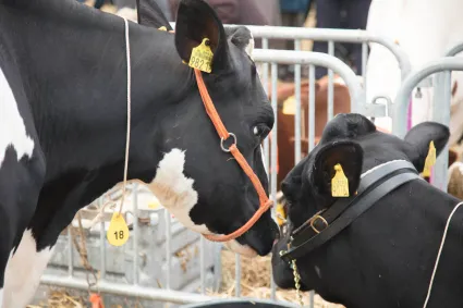koeie-mart-woerden-beleef-woerden-herfst