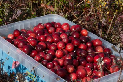 bakje Vlieland cranberries