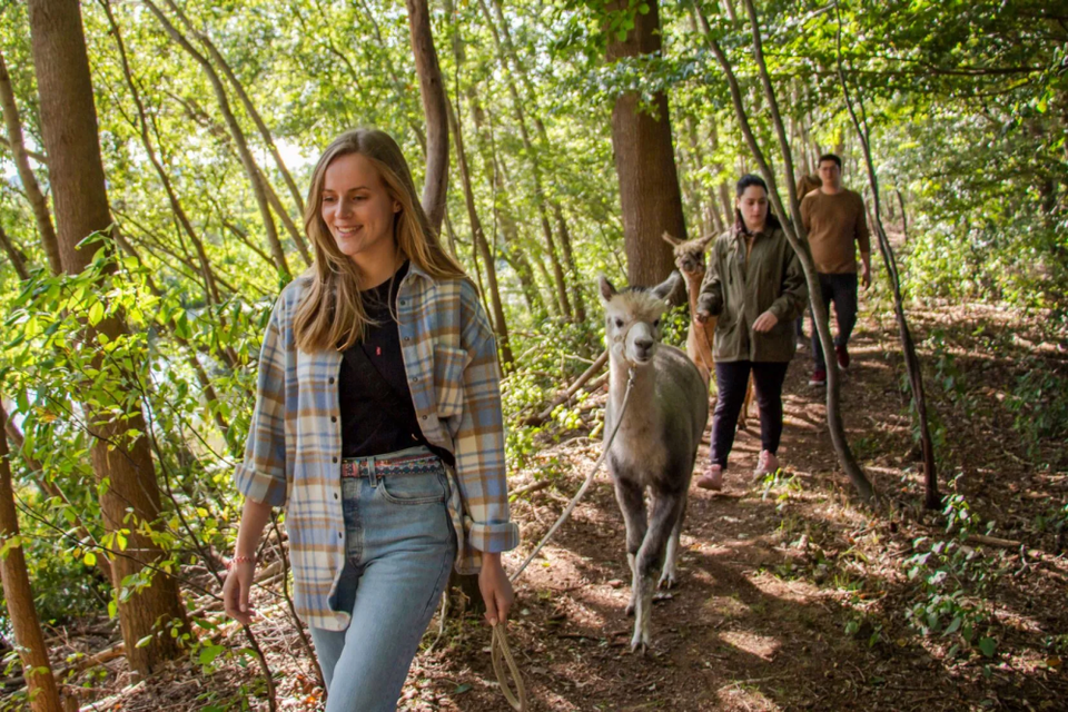 Twee vrouwen en een man wandelen met alpacas door de Drentse natuur.
