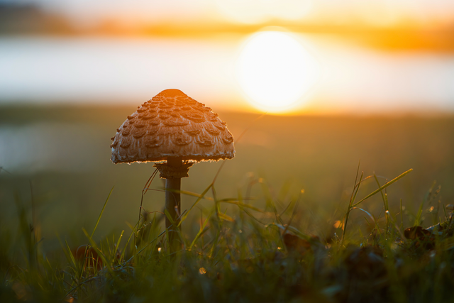 Pilz bei Sonnenuntergang