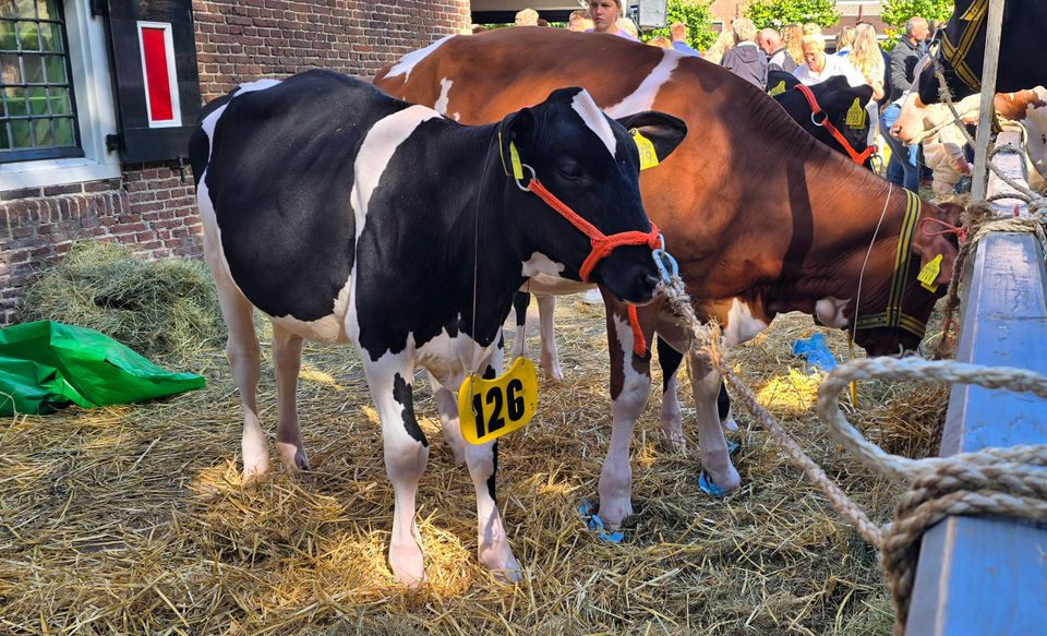 Een koe staat aan een hek tijdens de Veekeuringsdag in Workum.