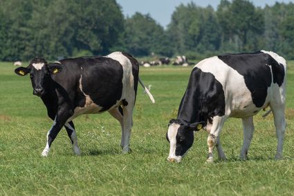 Melkveehouderij Boerderij van familie Van Soest in het Groene Hart met zwartbonte koeien in een groen weiland tijdens een landelijke boerderijbeleving op het platteland.