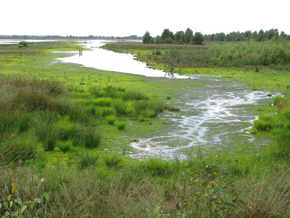 landschap Veen