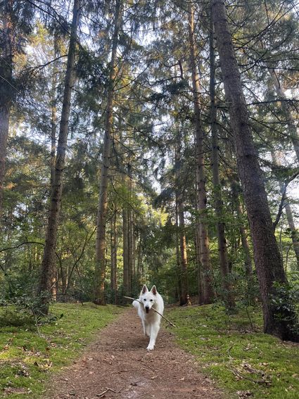 Zeisterbos met hond